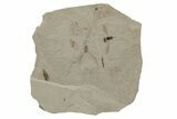 Fossil Insect Plate - Green River Formation, Utah #213882-1